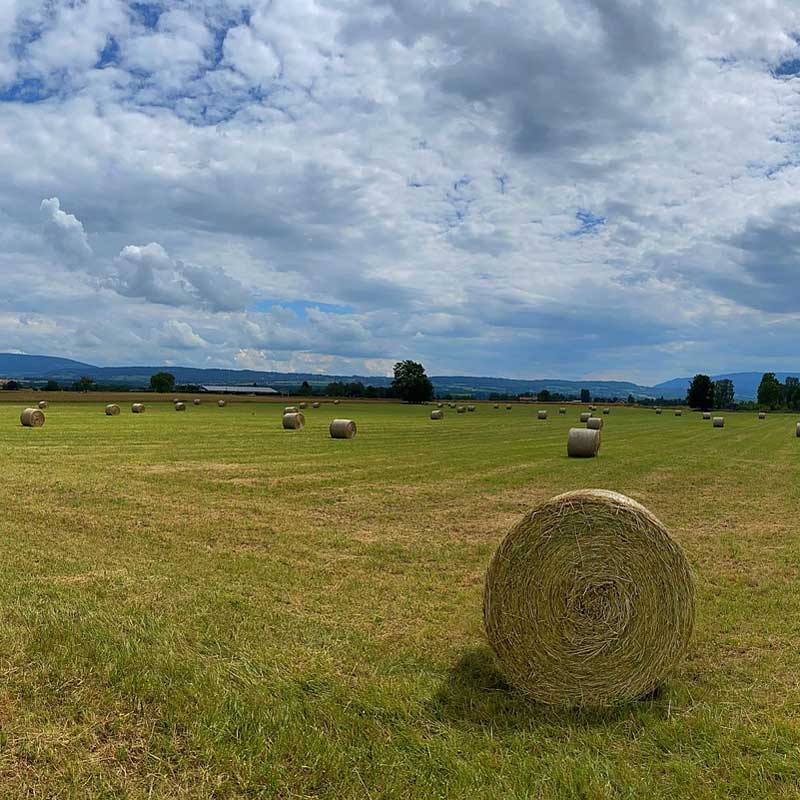 Copagri Foggia - Confederazione Produttori Agricoli