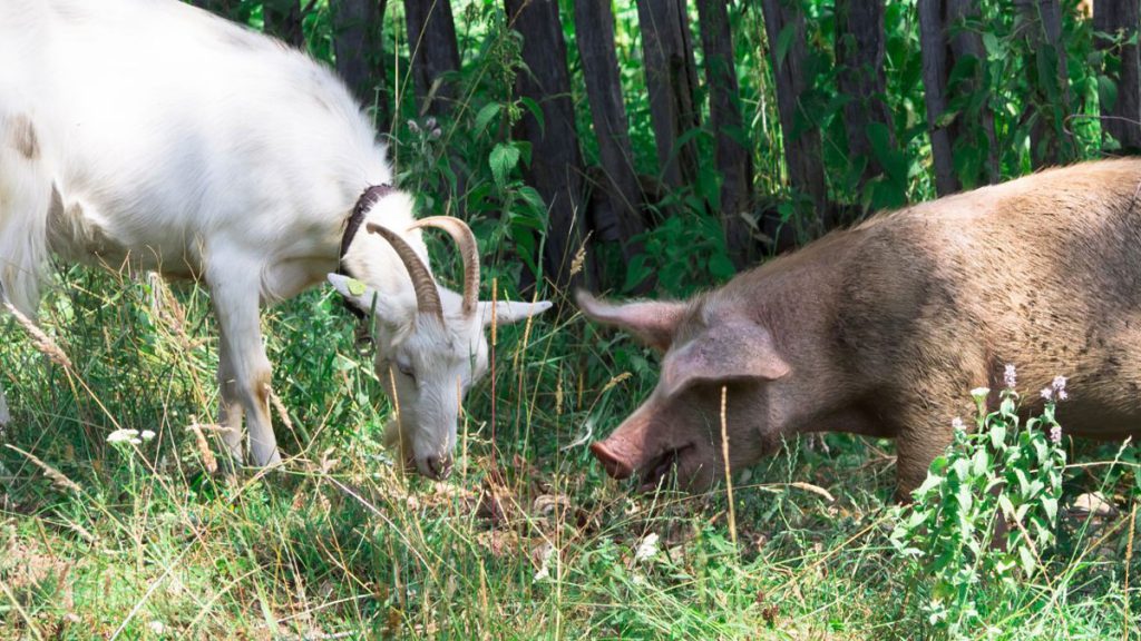 Nuova PAC per il settore zootecnico: i vantaggi per l’allevatore che aderisce all’eco-schema - Copagri Foggia