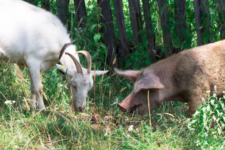 Nuova PAC per il settore zootecnico: i vantaggi per l’allevatore che aderisce all’eco-schema - Copagri Foggia